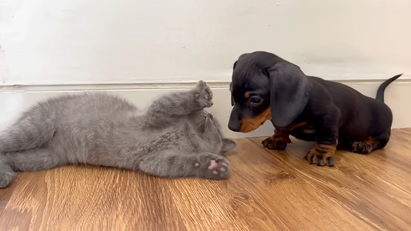 子猫に猛アプローチする子犬