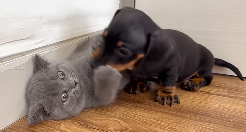 子犬を警戒する子猫