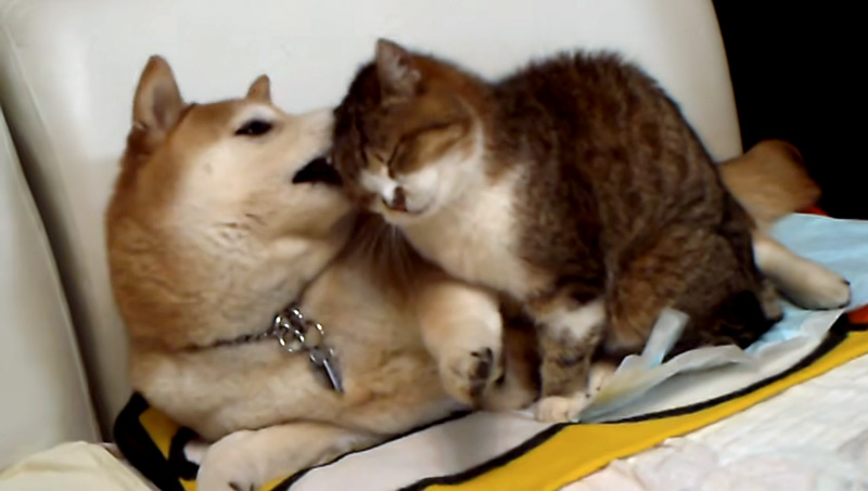 猫を舐める犬