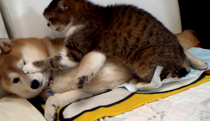 柴犬に猫パンチ