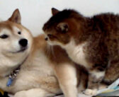 「なめたら、猫パンチ!」な猫さん。思わず舐めてしまった柴犬の気まずそうな反応が妙に可愛かった ( *´艸`)