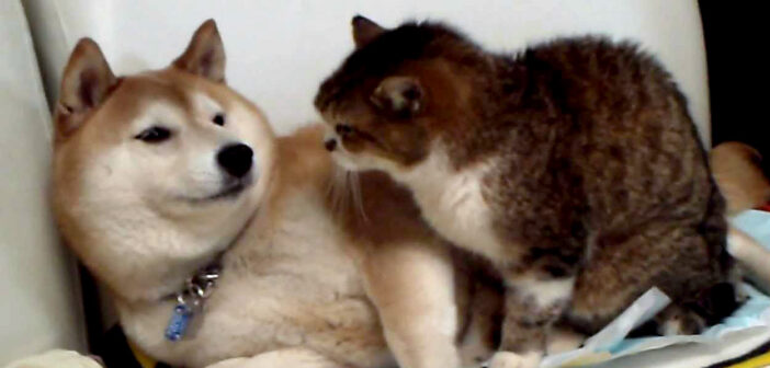 なめたら猫パンチ