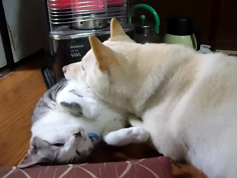 犬に猫枕にされちゃった猫