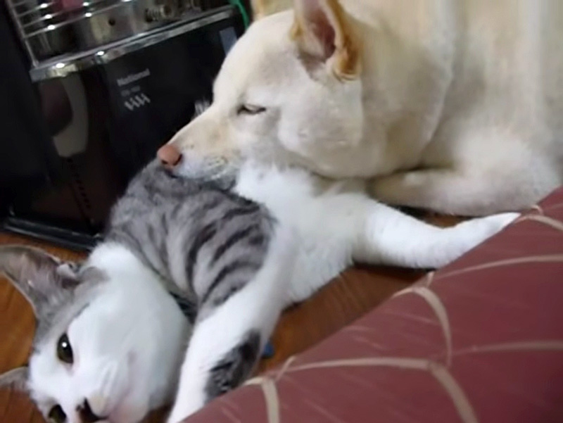 犬に猫枕にされちゃった猫
