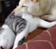 犬に猫枕にされちゃった猫