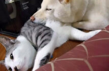 犬に猫枕にされちゃった猫