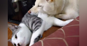 犬に猫枕にされちゃった猫