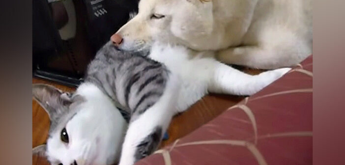 犬に猫枕にされちゃった猫