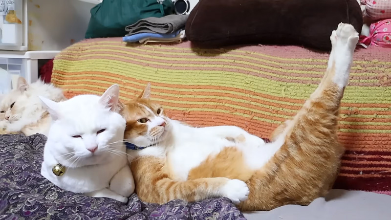 猫枕を堪能する猫