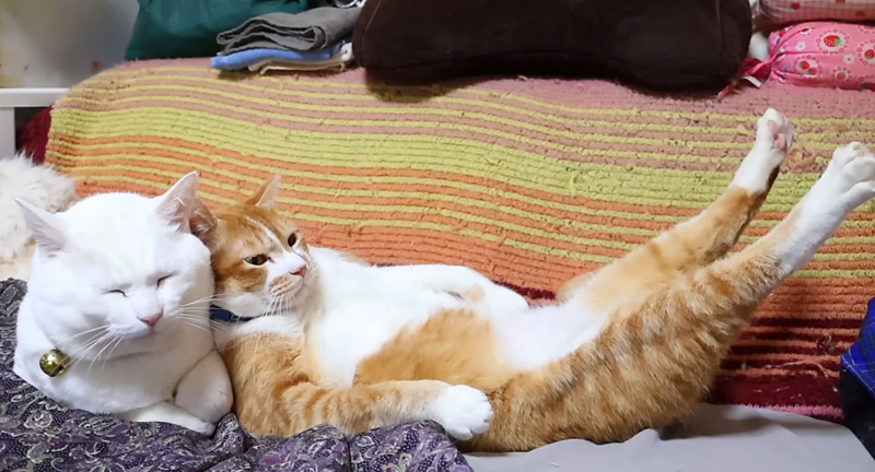 腹筋を鍛える猫