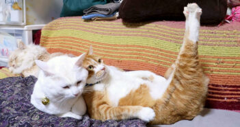 猫枕を堪能しながら腹筋を鍛える猫