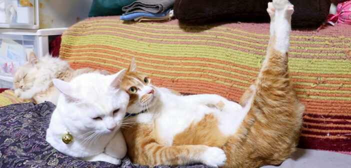 猫枕を堪能しながら腹筋を鍛える猫