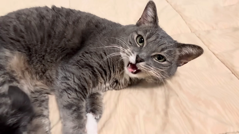 寝起きに話しかけてきた猫
