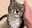 ナデナデを堪能する猫