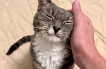 ナデナデを堪能する猫