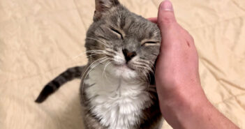 目覚めてすぐに甘える猫さん。その声と仕草が可愛すぎて、完全に心がとろけてしまう (*´ｰ｀)♡