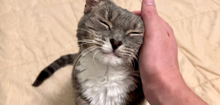 ナデナデを堪能する猫