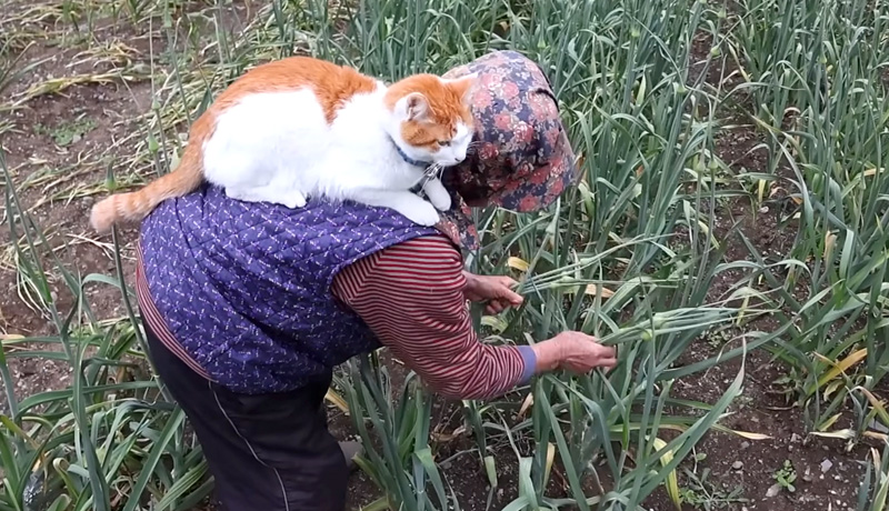 おばあちゃんの背中に乗る猫