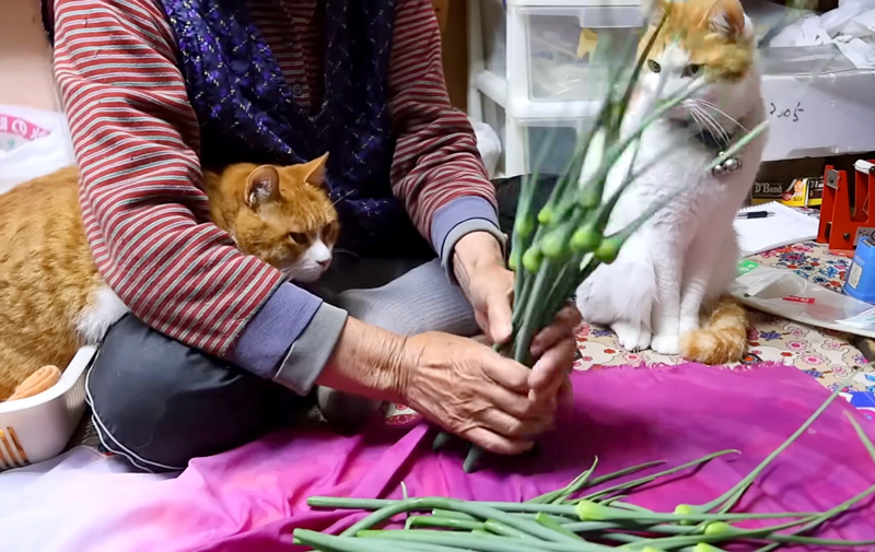 袋詰め作業を見守る猫達