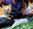 ニンニクの芽とおばあちゃんと猫達