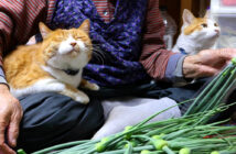 ニンニクの芽とおばあちゃんと猫達