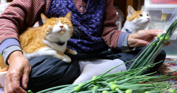 ニンニクの芽を収穫するおばあちゃんを応援する猫達。まったりと袋詰め作業を見守る姿に心が和む (*´ェ`*) ニンニクの芽とおばあちゃんと猫達