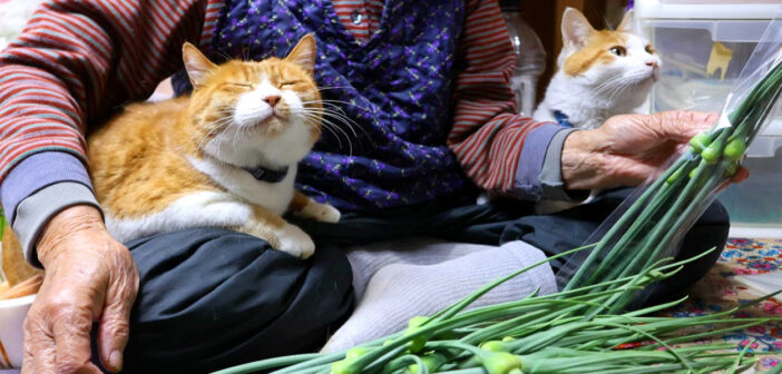 ニンニクの芽とおばあちゃんと猫達