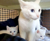動物病院の裏で見つかったオッドアイの猫の親子。一緒に保護されて安心すると、幸せに満ちた日々が始まる！
