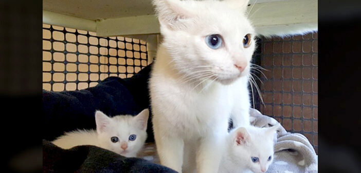 動物病院の裏で見つかったオッドアイの猫の親子。一緒に保護されて安心すると、幸せに満ちた日々が始まる!