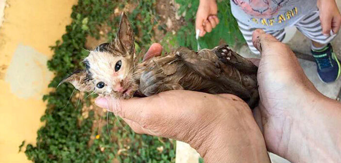 側溝にしがみつきながら、必死に助けを求めていた子猫。溺れる寸前に保護されて、次の日を迎えると幸せな変化が!