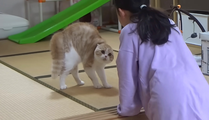 オラオラな猫と女の子