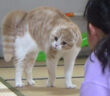 オラオラな猫と女の子