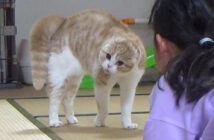 オラオラな猫と女の子