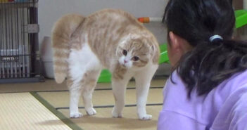 やんのかステップでオラオラな猫と女の子。やる気満々のふたりの一進一退の攻防が妙に面白かった ( *´艸`) オラオラな猫と女の子