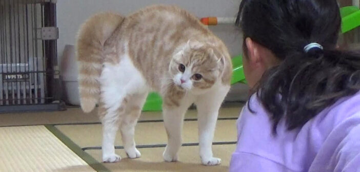 オラオラな猫と女の子