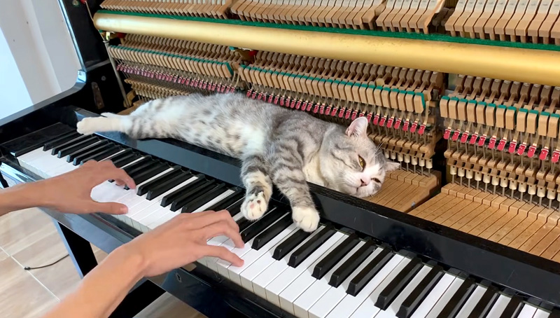 ピアノマッサージを楽しむ猫