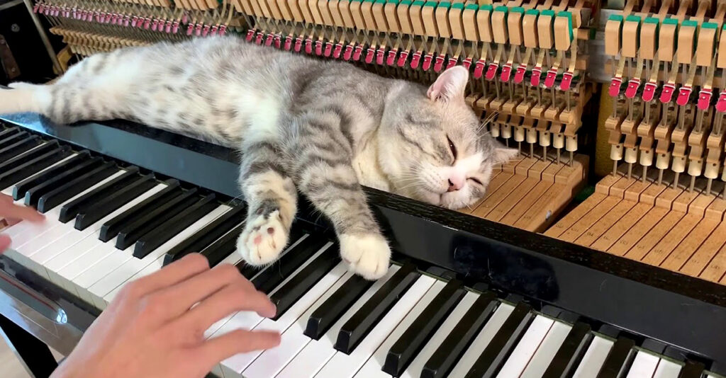 pianokimochiyosa_cat_title-