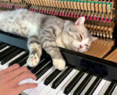ピアノマッサージの気持ち良さに気づいてしまった猫さん。ちょっと激しめのマッサージを堪能する様子が可愛すぎる♪