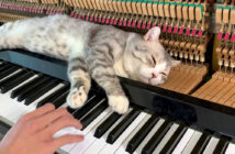 ピアノマッサージを堪能する猫