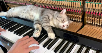 ピアノマッサージの気持ち良さに気づいてしまった猫さん。ちょっと激しめのマッサージを堪能する様子が可愛すぎる♪