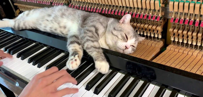 ピアノマッサージを堪能する猫