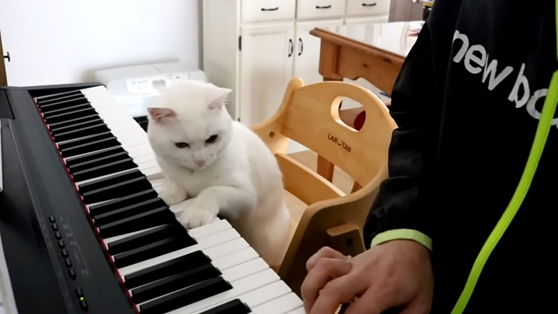 ピアノレッスンする猫先生