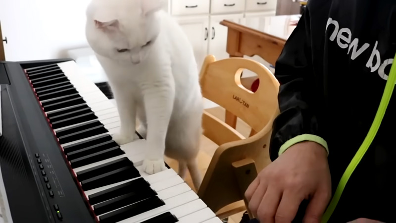 ピアノレッスンする猫先生