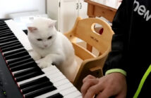 ピアノレッスンする猫先生