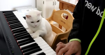 ピアノレッスンする猫先生