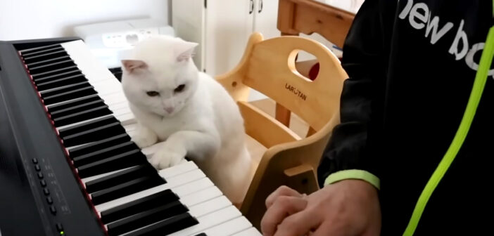 ピアノレッスンする猫先生
