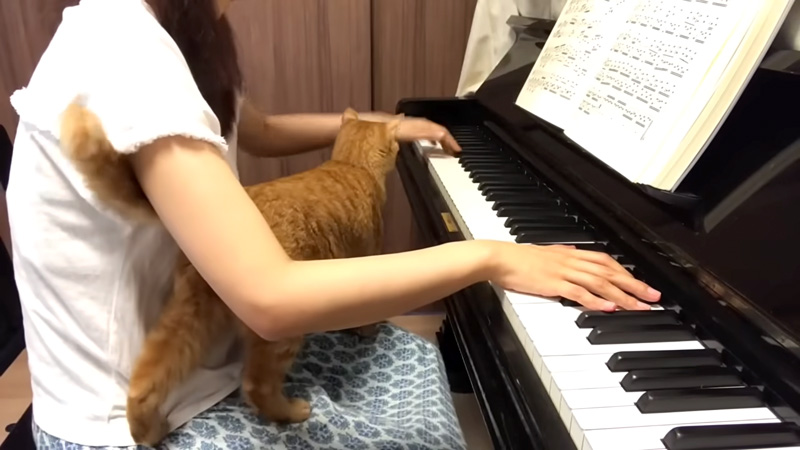 ピアノの練習中に乗ってきた猫