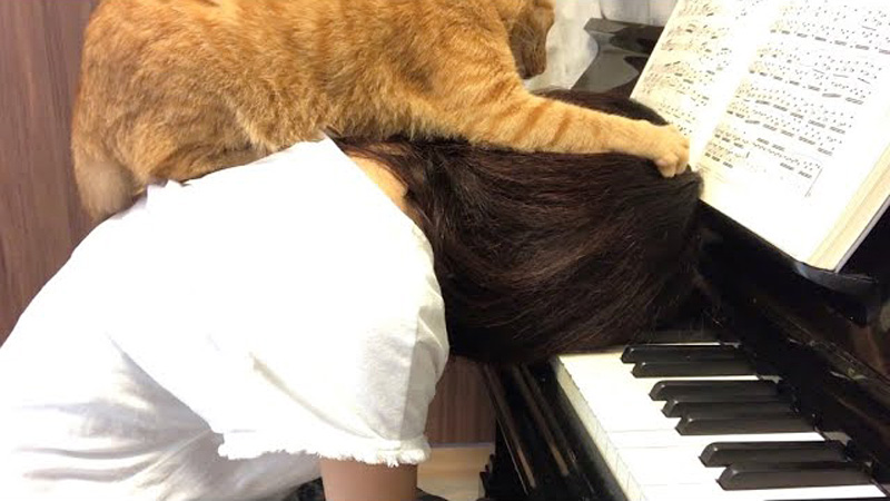ピアノの練習中に乗ってきた猫