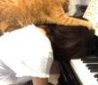 ピアノの練習中に乗ってきた猫