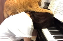 ピアノの練習中に乗ってきた猫